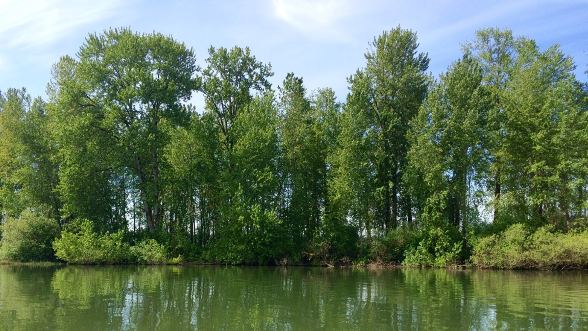 Landscape image of a shoreline with large trees growing alongside and reflecting in green waters.
